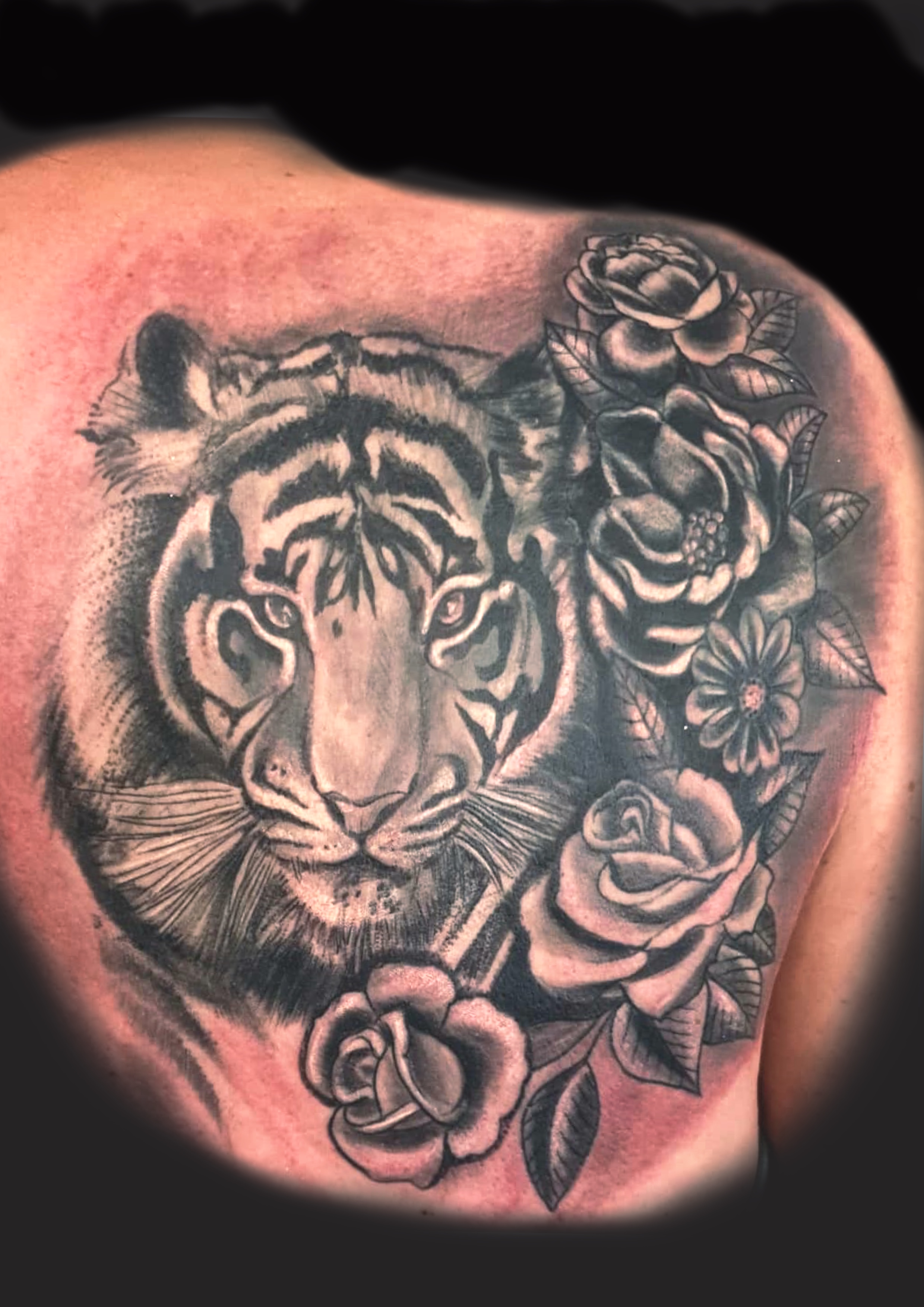 Tattoo von einem Tiger mit Rosen in Schwarz Grau auf Schulterblatt