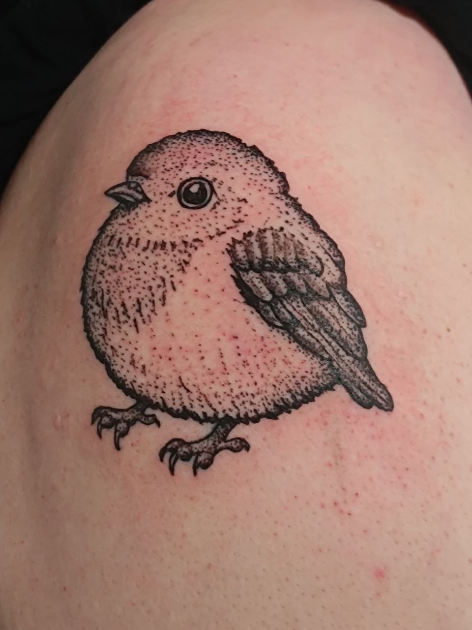 Dotwork Vogel in black and grey